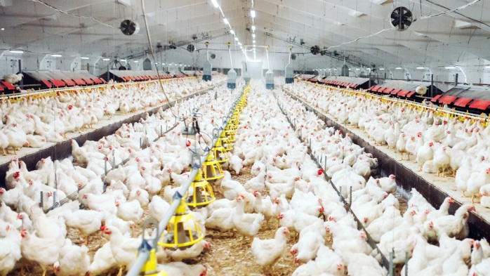 Viande de volaille : l'UE donne son feu vert pour l'export des produits marocains Viande de volaille : l'UE donne son feu vert pour l'export des produits marocains