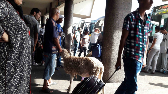 Aïd Al-Adha : 4.350 autorisations exceptionnelles pour faciliter les déplacements des voyageurs Aïd Al-Adha : 4.350 autorisations exceptionnelles pour faciliter les déplacements des voyageurs