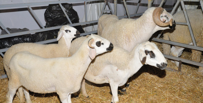Aid Al Adha : Voici la référence des prix de vente moyens des animaux destinés à l'abattage Aid Al Adha : Voici la référence des prix de vente moyens des animaux destinés à l'abattage
