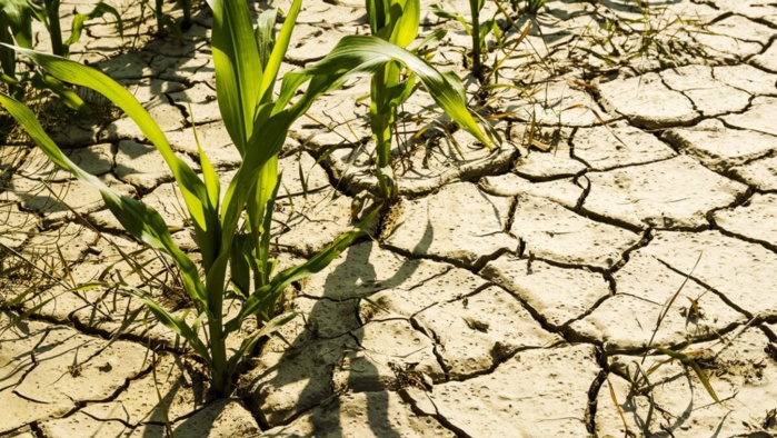 Stress hydrique : Le Maroc perd annuellement 22.000 ha de terres arables
