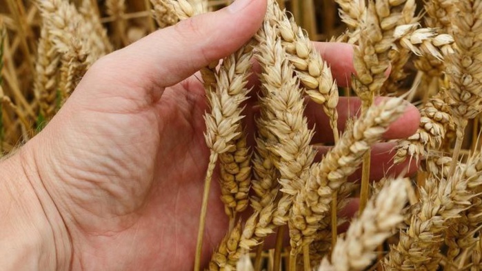 Céréales ukrainiennes : Signature d’un accord d’exportation prévue Céréales ukrainiennes : Signature d’un accord d’exportation prévue