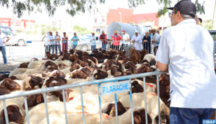 Larache: Des mesures visant l'atténuation de l’impact des incendies Larache: Des mesures visant l'atténuation de l’impact des incendies