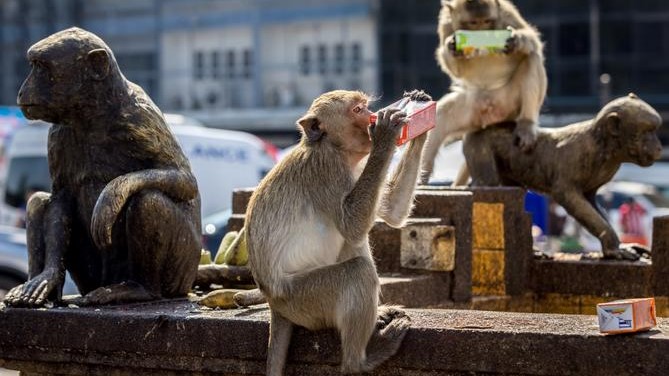 Japon : Une ville attaquée par des… macaques Japon : Une ville attaquée par des… macaques