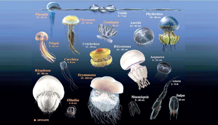 Méditerranée / Méduses : Une prolifération inquiétante au Nord du Royaume ! Méditerranée / Méduses : Une prolifération inquiétante au Nord du Royaume !