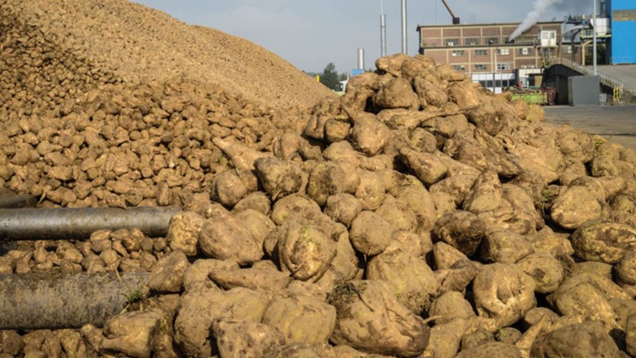 Doukkala-Abda / Campagne : Près de 800.000 tonnes de betterave à sucre traitées