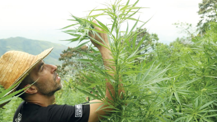Cannabis au Maroc : Les variétés hydrivores font un tabac !