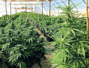 Cannabis au Maroc : Les variétés hydrivores font un tabac !