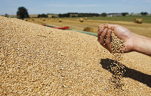 Céréales :  Des producteurs anglais ciblent le marché marocain 