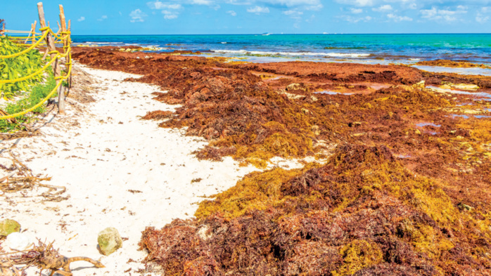 Invasion en Méditerranée : Les algues brunes à l’assaut des plages marocaines ! Invasion en Méditerranée : Les algues brunes à l’assaut des plages marocaines !