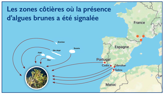 Invasion en Méditerranée : Les algues brunes à l’assaut des plages marocaines ! Invasion en Méditerranée : Les algues brunes à l’assaut des plages marocaines !