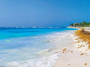 Invasion en Méditerranée : Les algues brunes à l’assaut des plages marocaines ! Invasion en Méditerranée : Les algues brunes à l’assaut des plages marocaines !