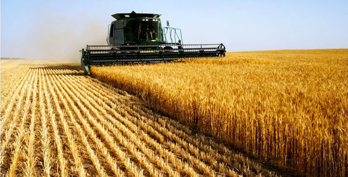 Campagne céréalière: la récolte baisse de 67% par rapport à 2021