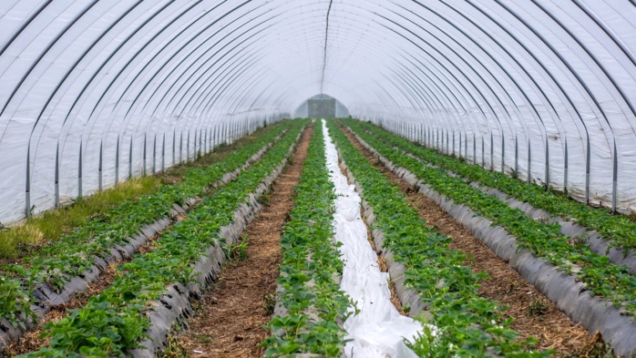 Agriculture exportatrice : Plaidoyer pour limiter la culture et l’exportation des pastèques et des avocats Agriculture exportatrice : Plaidoyer pour limiter la culture et l’exportation des pastèques et des avocats