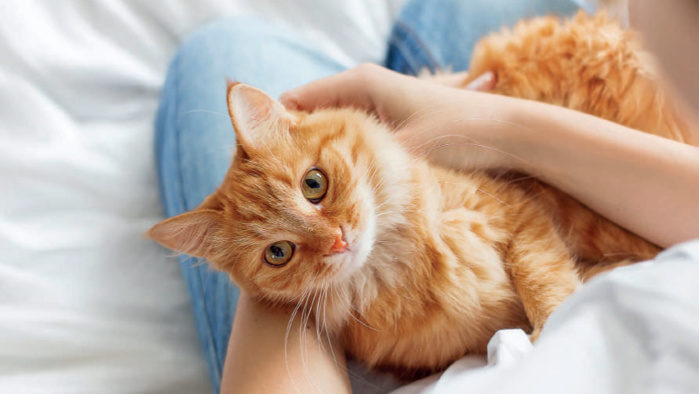 Journée internationale du chat : Des griffes de fer dans des pattes de velours Journée internationale du chat : Des griffes de fer dans des pattes de velours