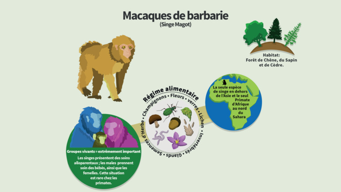 Dessiné par David Lawes pour BMAC.