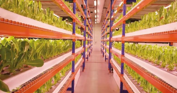 Dubai : Bustanica, la plus grande ferme verticale au monde Dubai : Bustanica, la plus grande ferme verticale au monde