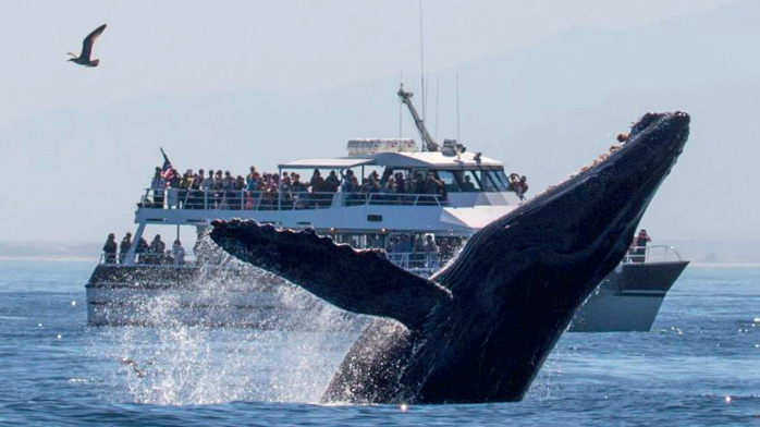 Whale-Watching et Pescatourisme : Des filières prometteuses, mais laissées-pour-compte ! Whale-Watching et Pescatourisme : Des filières prometteuses, mais laissées-pour-compte !