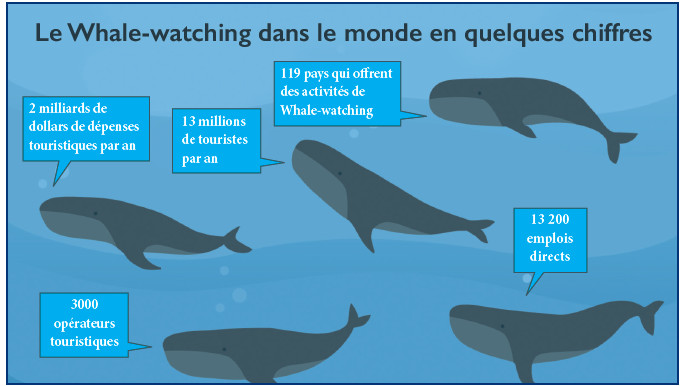 Whale-Watching et Pescatourisme : Des filières prometteuses, mais laissées-pour-compte !