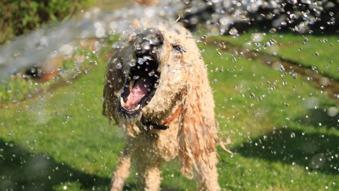 Canicule : Comment rafraîchir son animal de compagnie ? Canicule : Comment rafraîchir son animal de compagnie ?