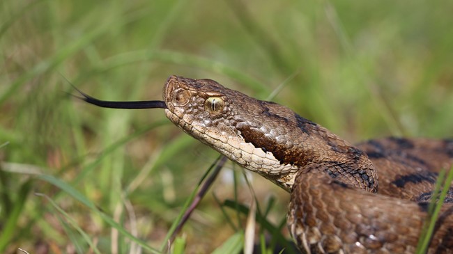 Couleuvres et vipères : Créatures craintes mais précieuses pour l’équilibre des écosystèmes