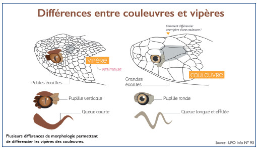 Couleuvres et vipères : Créatures craintes mais précieuses pour l’équilibre des écosystèmes