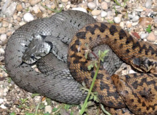 Couleuvres et vipères : Créatures craintes mais précieuses pour l’équilibre des écosystèmes Couleuvres et vipères : Créatures craintes mais précieuses pour l’équilibre des écosystèmes