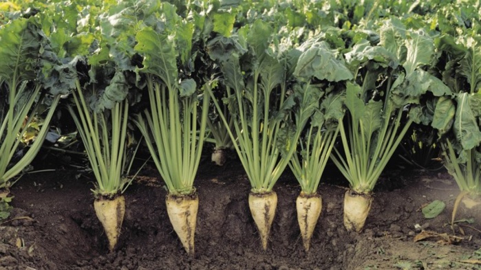 Doukkala-Abda / Campagne betteravière : Près de 800.000 tonnes de betterave à sucre traitées Doukkala-Abda / Campagne betteravière : Près de 800.000 tonnes de betterave à sucre traitées