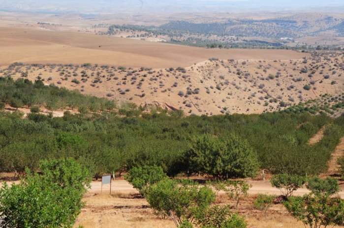 Agriculture : caroube, filière stratégique face au stress hydrique Agriculture : caroube, filière stratégique face au stress hydrique