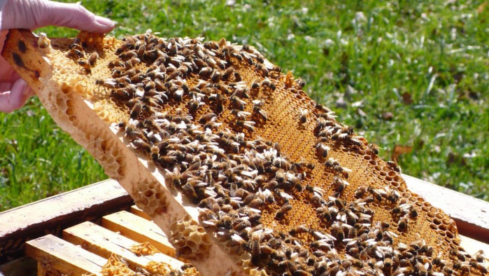 Apiculture : Les ruches en mal d’abeilles à Benslimane