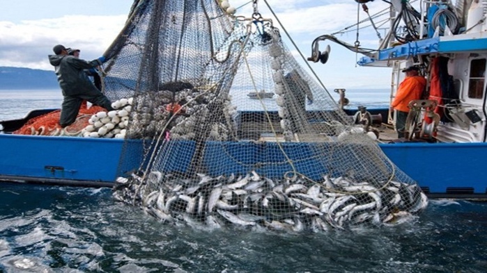Pêche : Hausse des débarquements de 20% à fin juillet Pêche : Hausse des débarquements de 20% à fin juillet