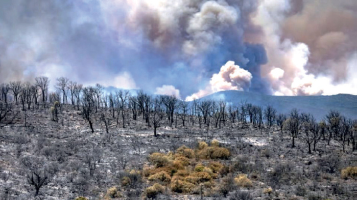 Feux de forêt : La forêt marocaine renaîtra-t-elle de ses cendres ? Feux de forêt : La forêt marocaine renaîtra-t-elle de ses cendres ?