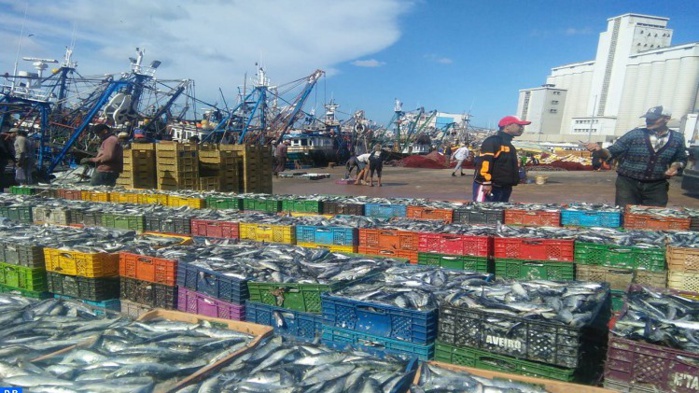 Safi / Pêche : Hausse de 28% des débarquements