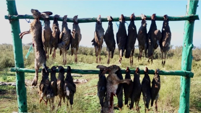 Doukkala / Chasse : La rareté du gibier déçoit les chasseurs Doukkala / Chasse : La rareté du gibier déçoit les chasseurs