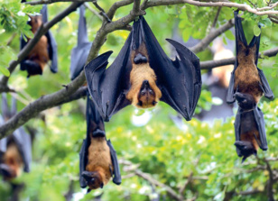 Nuit internationale : Les chauves-souris, maîtresses du règne de la nuit