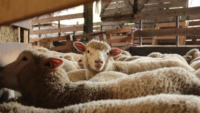 Oued Zem : Elle empoisonne 2 chiens pour faciliter le vol de 17 moutons Oued Zem : Elle empoisonne 2 chiens pour faciliter le vol de 17 moutons