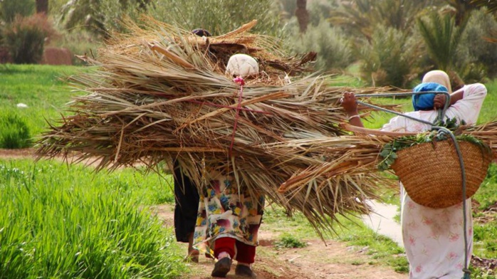 Agriculture : Appel à la structuration du travail des femmes rurales