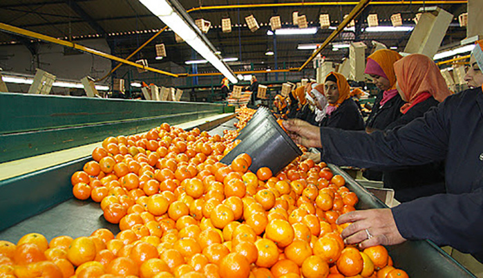 Agrumes : Les exportations grimpent de 40% durant la saison 2021-2022 Agrumes : Les exportations grimpent de 40% durant la saison 2021-2022