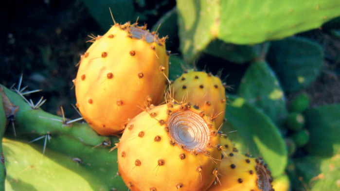 Introduction de variétés résistantes à la cochenille : Serait-ce la fin de la longue traversée du désert du cactus marocain ? Introduction de variétés résistantes à la cochenille : Serait-ce la fin de la longue traversée du désert du cactus marocain ?