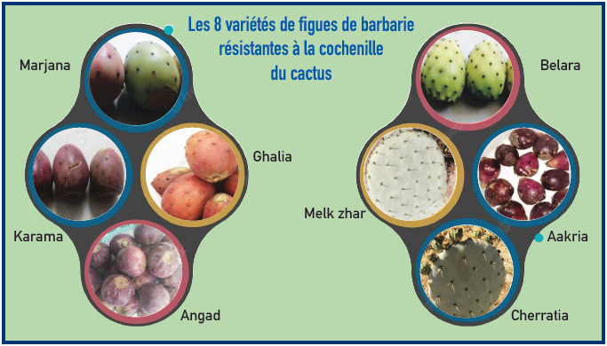 Introduction de variétés résistantes à la cochenille : Serait-ce la fin de la longue traversée du désert du cactus marocain ? Introduction de variétés résistantes à la cochenille : Serait-ce la fin de la longue traversée du désert du cactus marocain ?