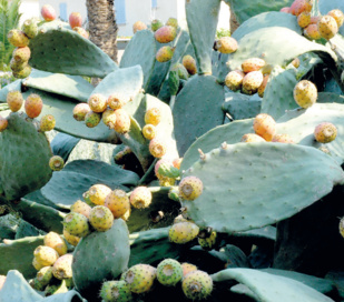 Introduction de variétés résistantes à la cochenille : Serait-ce la fin de la longue traversée du désert du cactus marocain ? Introduction de variétés résistantes à la cochenille : Serait-ce la fin de la longue traversée du désert du cactus marocain ?