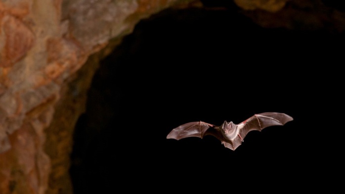 Santé : Khosta-2, un nouveau virus inquiétant Santé : Khosta-2, un nouveau virus inquiétant