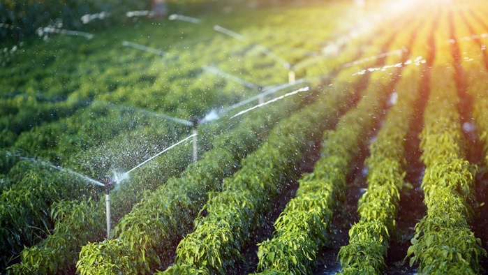 Cultures «hydrivores» : L’Etat ferme le robinet des subventions