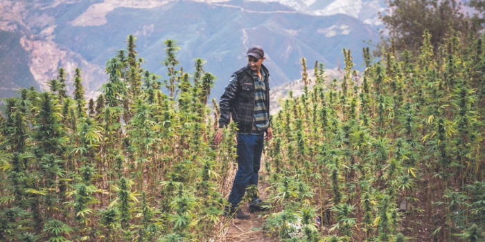 Cannabis : L'ANRAC délivre 10 autorisations d’exercice des activités de transformation et de fabrication Cannabis : L'ANRAC délivre 10 autorisations d’exercice des activités de transformation et de fabrication