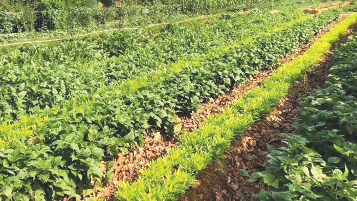 Premier rapport de ID3 du Groupe Diana Holding : Réussir la transition agricole au Maroc à travers l’innovation Premier rapport de ID3 du Groupe Diana Holding : Réussir la transition agricole au Maroc à travers l’innovation