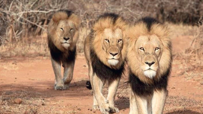 Environnement : La population des animaux sauvages a chuté de près de 70% Environnement : La population des animaux sauvages a chuté de près de 70%