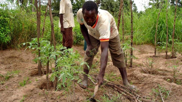 Agriculture : Le Maroc et le Sénégal renforcent leur coopération Agriculture : Le Maroc et le Sénégal renforcent leur coopération