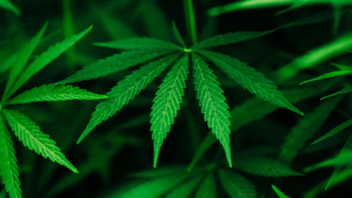 Lancement de la 3ème phase de "Kif Takwine" sur les usages médicinaux et thérapeutiques du cannabis Lancement de la 3ème phase de "Kif Takwine" sur les usages médicinaux et thérapeutiques du cannabis