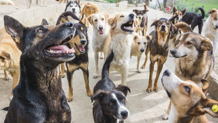 Casablanca : Les communes de la Métropole font la chasse aux chiens errants Casablanca : Les communes de la Métropole font la chasse aux chiens errants