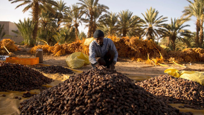 Activité phoenicicole : Le Maroc vise à doubler sa production des dattes d'ici 2030