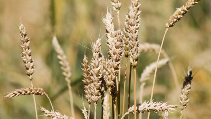 Sécheresse : L’Argentine s’apprête à retarder les exportations de blé vers le Maroc Sécheresse : L’Argentine s’apprête à retarder les exportations de blé vers le Maroc